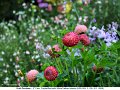10 May Photo Oreti Duchess